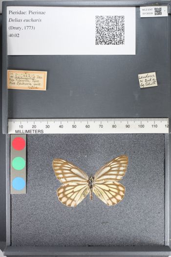 Media type: image;   Entomology 130539